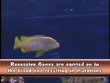 Cichlid: Breeding